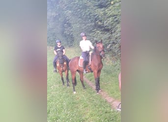 Deutsches Reitpferd, Wallach, 6 Jahre, 165 cm, Brauner