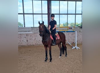 Deutsches Reitpferd, Wallach, 6 Jahre, 165 cm, Brauner