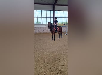 Deutsches Reitpferd, Wallach, 6 Jahre, 165 cm, Brauner
