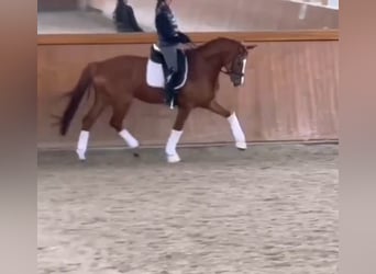 Deutsches Reitpferd, Wallach, 6 Jahre, 165 cm, Fuchs