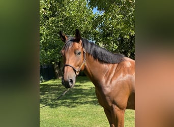 Deutsches Reitpferd, Wallach, 6 Jahre, 167 cm, Brauner