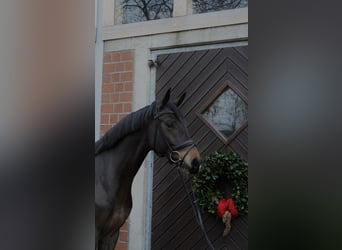 Deutsches Reitpferd, Wallach, 6 Jahre, 167 cm, Dunkelbrauner