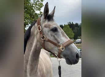 Deutsches Reitpferd, Wallach, 6 Jahre, 167 cm, Schimmel