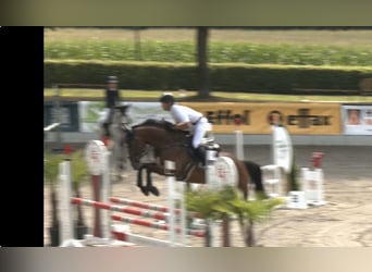 Deutsches Reitpferd, Wallach, 6 Jahre, 168 cm, Brauner
