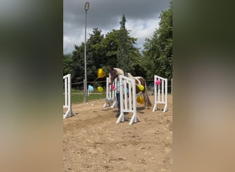 Deutsches Reitpferd, Wallach, 6 Jahre, 169 cm, Schecke