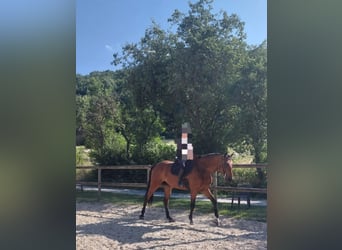 Deutsches Reitpferd, Wallach, 6 Jahre, 170 cm, Brauner