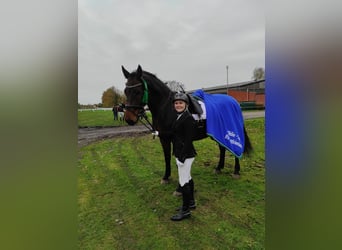 Deutsches Reitpferd, Wallach, 6 Jahre, 170 cm