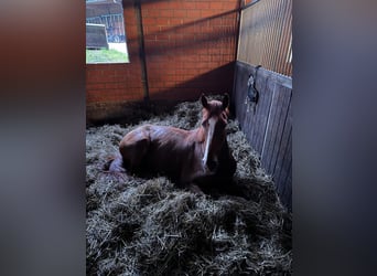 Deutsches Reitpferd, Wallach, 6 Jahre, 170 cm, Fuchs