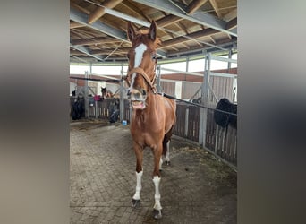 Deutsches Reitpferd, Wallach, 6 Jahre, 170 cm, Fuchs