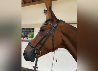 Deutsches Reitpferd, Wallach, 6 Jahre, 177 cm, Brauner