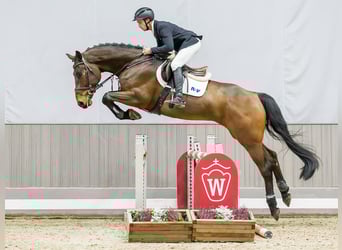 Deutsches Reitpferd, Wallach, 6 Jahre, Brauner