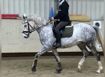 Deutsches Reitpferd, Wallach, 7 Jahre, 158 cm, Schimmel