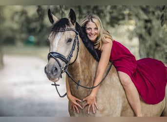Deutsches Reitpferd, Wallach, 7 Jahre, 163 cm, Buckskin