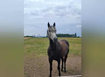 Deutsches Reitpferd Mix, Wallach, 7 Jahre, 165 cm, Apfelschimmel