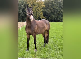 Deutsches Reitpferd, Wallach, 7 Jahre, 165 cm