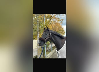 Deutsches Reitpferd, Wallach, 7 Jahre, 165 cm, Schwarzbrauner