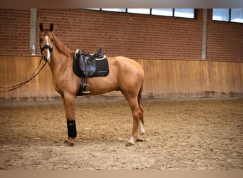 Deutsches Reitpferd, Wallach, 7 Jahre, 168 cm, Dunkelfuchs