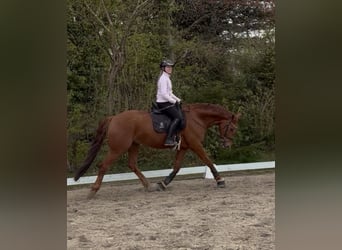 Deutsches Reitpferd, Wallach, 7 Jahre, 168 cm, Fuchs