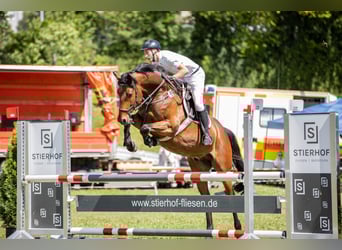 Deutsches Reitpferd, Wallach, 7 Jahre, 170 cm, Brauner
