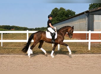 Deutsches Reitpferd, Wallach, 7 Jahre, 171 cm, Brauner