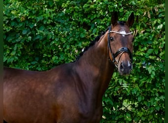 Deutsches Reitpferd, Wallach, 7 Jahre, 171 cm, Brauner