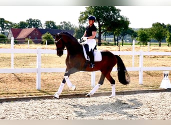 Deutsches Reitpferd, Wallach, 7 Jahre, 171 cm, Brauner