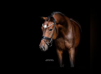 Deutsches Reitpferd, Wallach, 7 Jahre, 171 cm, Brauner