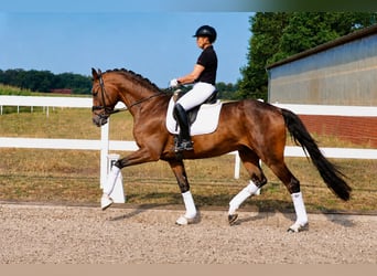 Deutsches Reitpferd, Wallach, 7 Jahre, 171 cm, Brauner