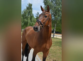 Deutsches Reitpferd, Wallach, 7 Jahre, 172 cm, Brauner