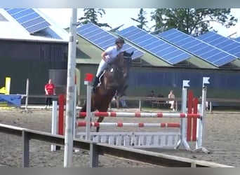 Deutsches Reitpferd, Wallach, 7 Jahre, 172 cm, Brauner