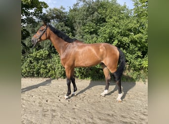 Deutsches Reitpferd, Wallach, 7 Jahre, 172 cm, Brauner