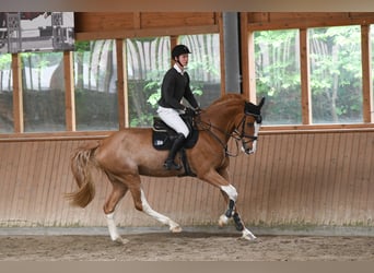 Deutsches Reitpferd, Wallach, 7 Jahre, 173 cm, Fuchs