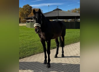 Deutsches Reitpferd, Wallach, 7 Jahre, 174 cm, Dunkelbrauner