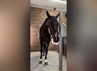 Deutsches Reitpferd, Wallach, 7 Jahre, 174 cm, Rappe