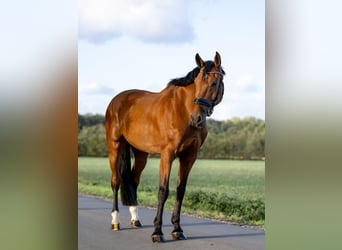 Deutsches Reitpferd, Wallach, 7 Jahre, 175 cm, Brauner