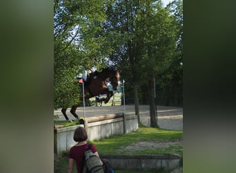Deutsches Reitpferd, Wallach, 7 Jahre, 175 cm, Brauner