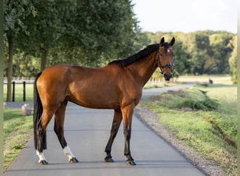 Deutsches Reitpferd, Wallach, 7 Jahre, 175 cm, Brauner