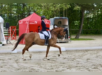 Deutsches Reitpferd, Wallach, 7 Jahre, 175 cm, Fuchs