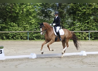 Deutsches Reitpferd, Wallach, 7 Jahre, 175 cm, Fuchs