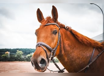 Deutsches Reitpferd, Wallach, 7 Jahre, 175 cm, Fuchs