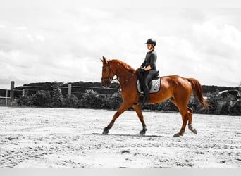 Deutsches Reitpferd, Wallach, 7 Jahre, 175 cm, Fuchs