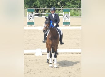 Deutsches Reitpferd, Wallach, 7 Jahre, 177 cm, Brauner