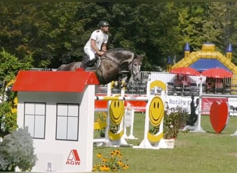 Deutsches Reitpferd, Wallach, 7 Jahre, 178 cm, Schimmel
