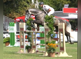 Deutsches Reitpferd, Wallach, 7 Jahre, 178 cm, Schimmel