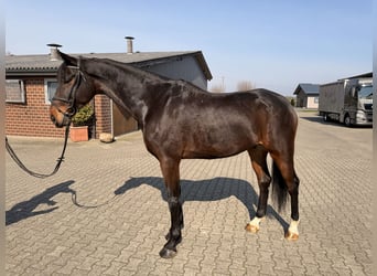 Deutsches Reitpferd, Wallach, 7 Jahre, 180 cm, Brauner