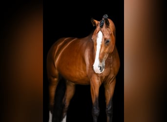 Deutsches Reitpferd, Wallach, 7 Jahre, 180 cm, Dunkelbrauner