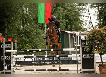 Deutsches Reitpferd, Wallach, 7 Jahre, 182 cm, Brauner