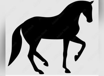 Deutsches Reitpferd, Wallach, 7 Jahre