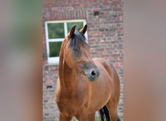 Deutsches Reitpferd, Wallach, 8 Jahre, 146 cm, Brauner