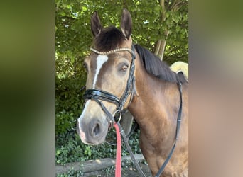 Deutsches Reitpferd, Wallach, 8 Jahre, 152 cm, Falbe